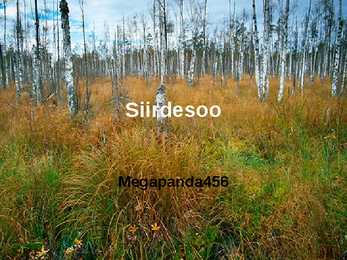 Siirdesoo rahvuspark salumets #18