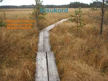 Siirdesoo rahvuspark salumets #19