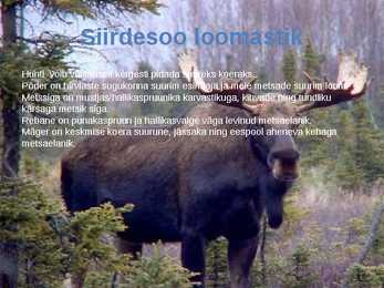 Siirdesoo rahvuspark salumets #21
