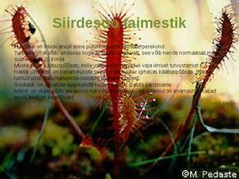 Siirdesoo rahvuspark salumets #22