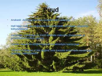 Siirdesoo rahvuspark salumets #7
