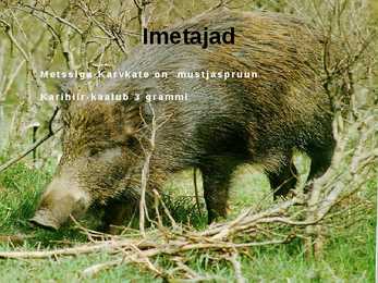 Siirdesoo rahvuspark salumets #10