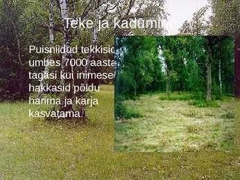 Puisniit #3