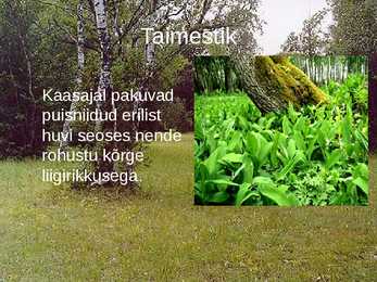 Puisniit #4