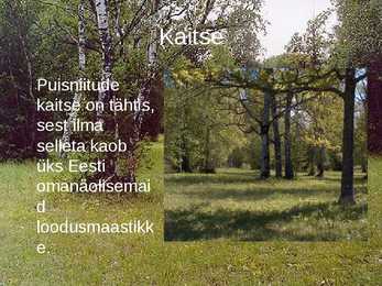Puisniit #6