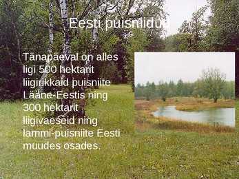 Puisniit #7