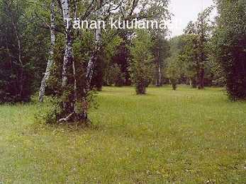 Puisniit #8