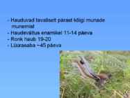 Värvulised #13