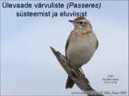 Värvulised