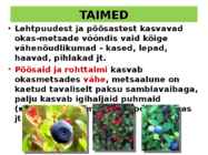 OKASMETSAD #11