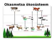 OKASMETSAD #14