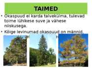 OKASMETSAD #7