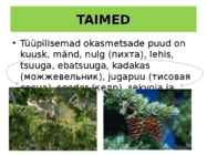 OKASMETSAD #8