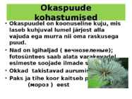 OKASMETSAD #10