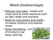 Weed Management Handbook #4