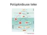 Geneetika esitlus - Polüploidsus taimedes #6