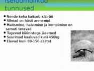 Maismaa kilpkonn #2