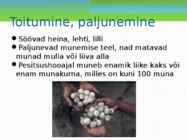 Maismaa kilpkonn #5