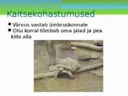 Maismaa kilpkonn #6