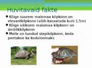 Maismaa kilpkonn #8