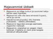 Majavamm-serpula lacrymans #2