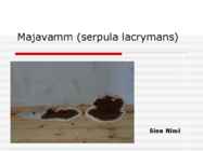 Majavamm-serpula lacrymans