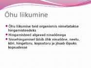 Hingamiselundkond-esitlus #5