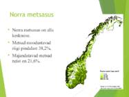 Norra metsad #2