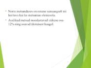 Norra metsad #10