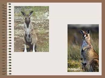 Austraalia savannid #6