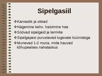 Austraalia savannid #8