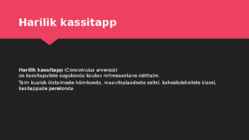 Kassitapp #2