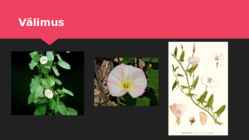 Kassitapp #11