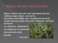 Vahemere taimestik #5
