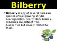 Bilberry #2
