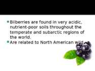 Bilberry #4