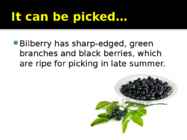 Bilberry #5
