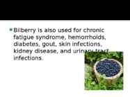 Bilberry #7