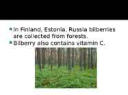 Bilberry #8