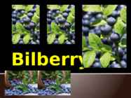 Bilberry