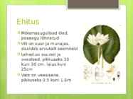 Väike vesiroos Nymphaea candida #2