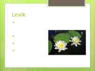 Väike vesiroos Nymphaea candida #3