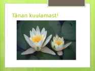 Väike vesiroos Nymphaea candida #5