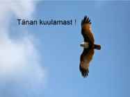 Kotkaklubi #10