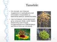 Esitlus - Koostööd soosivad evolutsioonilised mehhanismid #7