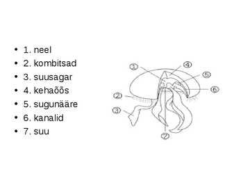 Meduus #3