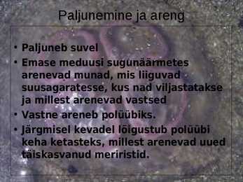 Meduus #5