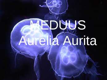 Meduus