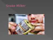 Snake Milker Jobs #7