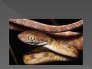 Snake Milker Jobs #10